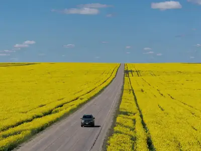 An SUV driving along a long straight highway through canola fields.